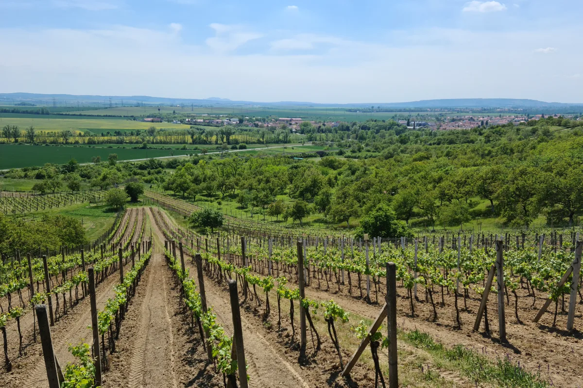 Výhled z vinice na Hostěrádky-Rešov a okolí